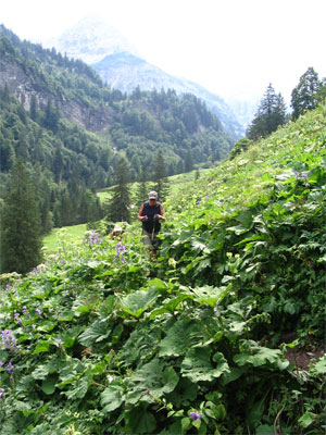 Rückweg zum Giebelhaus