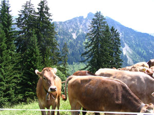 Allgäuer Braunvieh